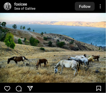 foxicee sea of galilee