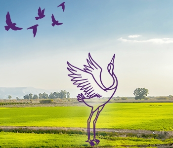 Go Birding
