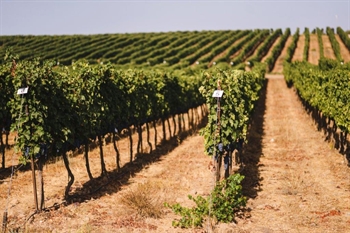 Galilee Wine Ways