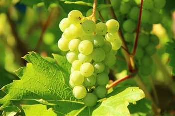Jezreel Winery