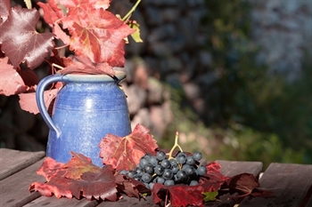 Dalton Winery